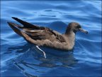 Wedge-tailed Shearwater (Puffinus pacificus_Ardenna pacifica) by Ian