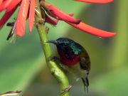 Fork-tailed Sunbird (Aethopyga christinae) ©WikiC male