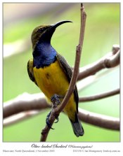 Olive-backed Sunbird (Cinnyris jugularis) by Ian