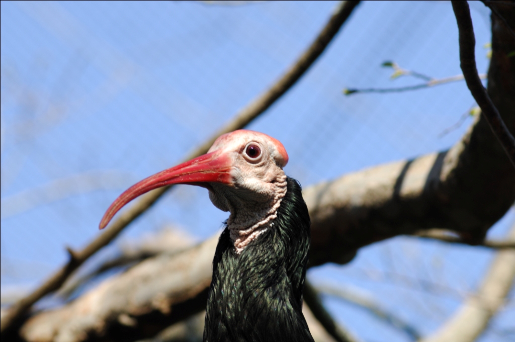 Southern Bald Ibis (Geronticus calvus) by Dan at LPZoo