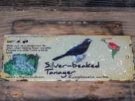 Silver-beaked Tanager (Ramphocelus carbo) sign by Lee