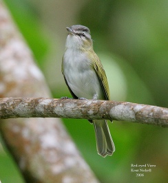 Red-eyed Vireo (Vireo olivaceus) by Kent Nickell