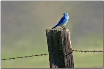 Mountain Bluebird (Sialia currucoides) by Daves BirdingPix