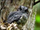 Australian Owlet-nightjar (Aegotheles cristatus) by Ian