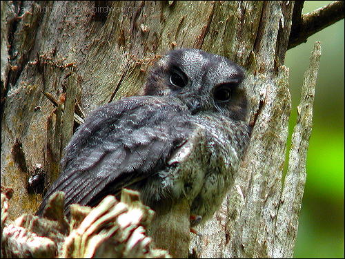 Australian Owlet-nightjar (Aegotheles cristatus) by Ian