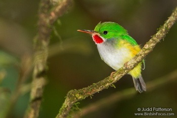 Puerto Rican Tody (Todus mexicanus) by Judd Patterson