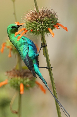 Malachite Sunbird (Nectarinia famosa) ©©Rainbirder