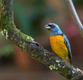 Blue-and-yellow Tanager (Thraupis bonariensis) by Dario Sanches