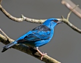 Blue Dacnis (Dacnis cayana) by Dario Sanches