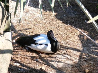 Magpie Goose (Anseranas semipalmata) by Lee LPZ