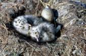 Iceland Gull (Larus glaucoides) chick-egg nest ©USFWS