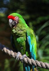 Military Macaw (Ara militaris) ©WikiC