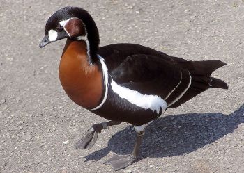 Red-breasted Goose (Branta ruficollis) ©WikiC