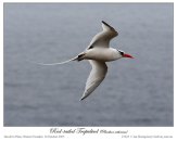 Red-billed Tropicbird by Ian Montgomery