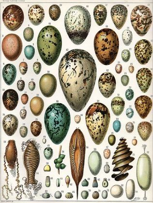 Different Eggs- Birds and Others - from Wikipedia