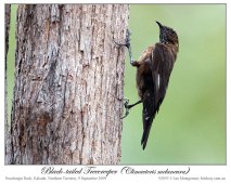 Black-tailed Treecreeper (Climacteris melanurus) by Ian