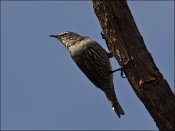 White-browed Treecreeper (Climacteris affinis) by Ian