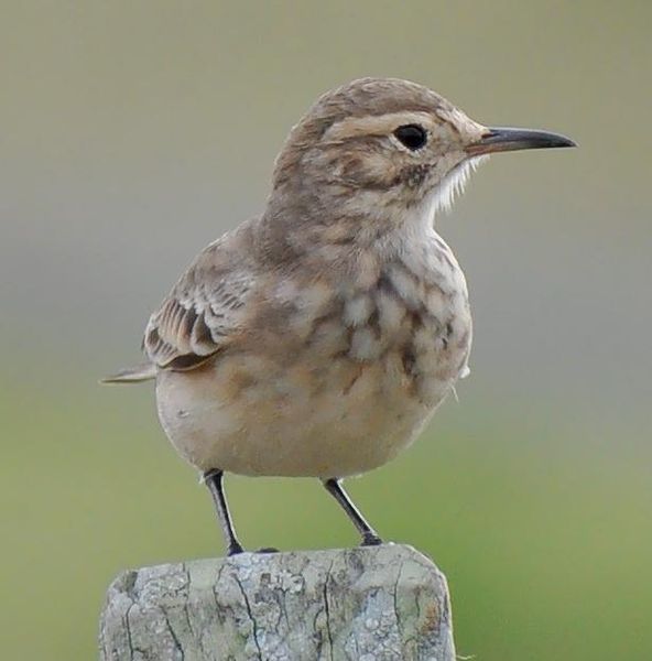 Featured image of post Alaudidae Pronunciation Alaudidae pronunciation and definition english and american spelling with naturally recorded voice