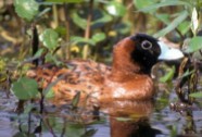 Masked Duck (Nomonyx dominicus) ©WikiC