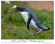 Yellow-eyed Penguin (Megadyptes antipodes) by Ian 1