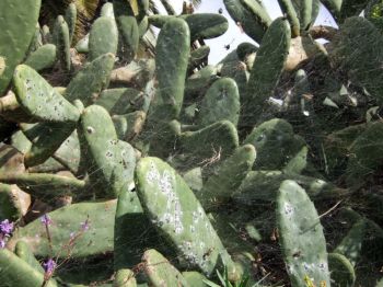 Cochineal on Opuntia cactus (the white spots) La Palma - WikiC