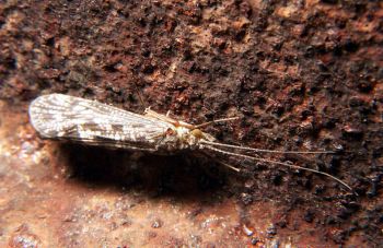 Trichoptera Caddisfly from Wikipedia
