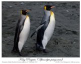 King Penguin (Aptenodytes patagonicus) 1 by Ian
