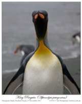 King Penguin (Aptenodytes patagonicus) 3 by Ian
