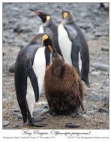 King Penguin (Aptenodytes patagonicus) 4 by Ian