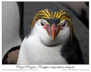 Royal Penguin (Eudyptes schlegeli) by Ian 1
