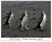 Royal Penguin (Eudyptes schlegeli) by Ian 2