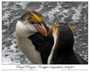 Royal Penguin (Eudyptes schlegeli) by Ian 3