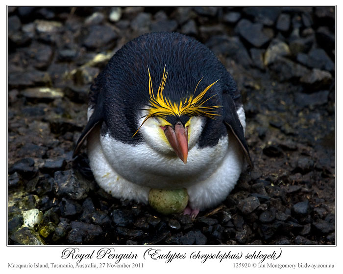 Royal Penguin (Eudyptes schlegeli) by Ian 5