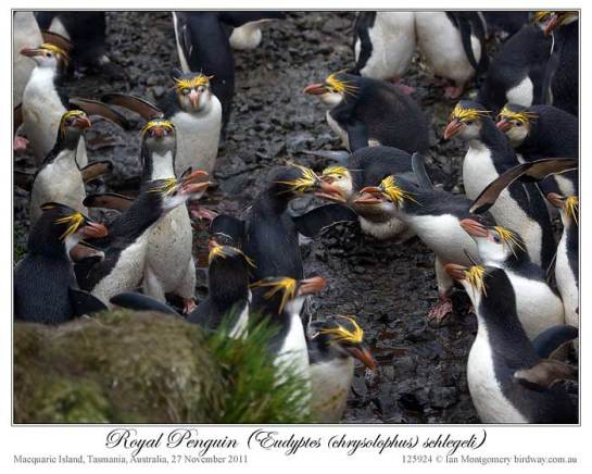 Royal Penguin (Eudyptes schlegeli) by Ian 6