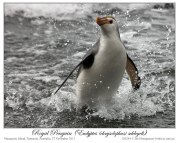 Royal Penguin (Eudyptes schlegeli) by Ian 7