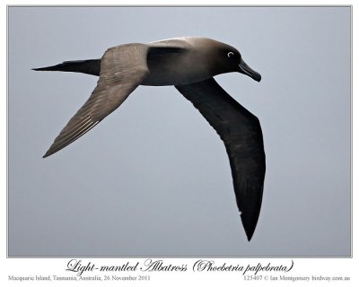 Light-mantled Albatross (Phoebetria palpebrata) by Ian 2