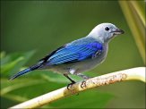 Blue-grey Tanager (Thraupis episcopus) by Ian