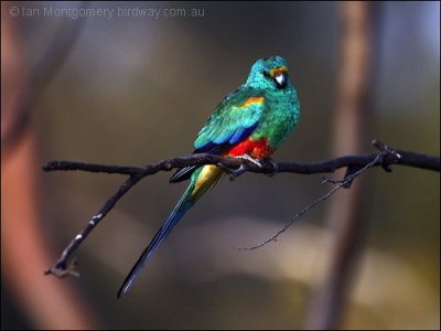 Mulga Parrot (Psephotellus varius) by Ian