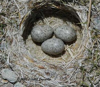 Horned Lark (Eremophila alpestris) nest w eggs by Nikhil Devasar