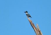 Belted Kingfisher (Megaceryle alcyon) by Lee Circle B