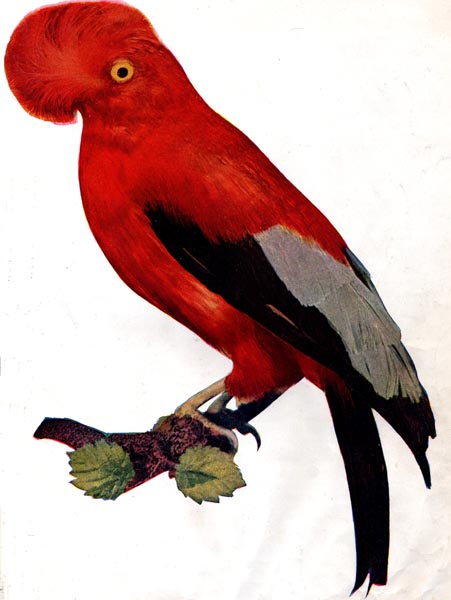 Andean Cock-of-the-rock (Rupicola peruvianus)