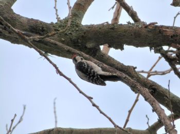 Downy Woodpecker by Lee Lake Parker Park