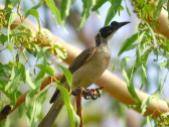 Silver-crowned Friarbird (Philemon argenticeps) by Ian