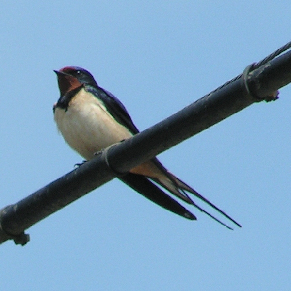 Barn Swallow (Hirundo rustica) WikiC