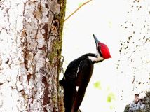 Pileated Woodpecker by Lee
