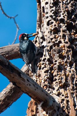 Acorn Woodpecker (Melanerpes formicivorus) with Hoard or Grainary WikiC