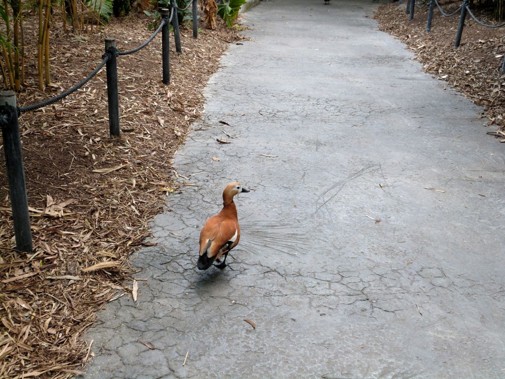 Ruddy Shelduck (Tadorna ferruginea) Zoo Miami by Lee