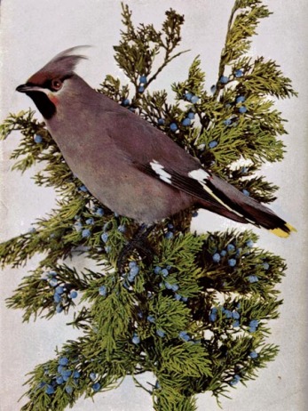 Bohemian Waxwing by Bird Illustrated by Color Photography, 1897
