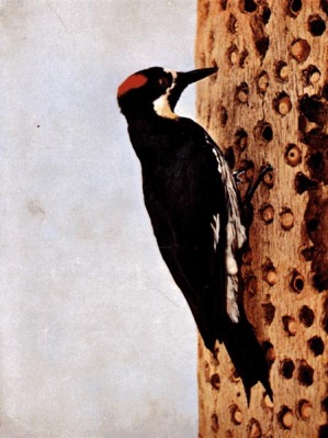 California Woodpecker for Birds Illustrated by Color Photography, 1897