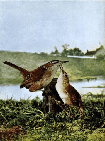Long-billed Marsh Wren by Birds Illustrated by Color Photography, 1897